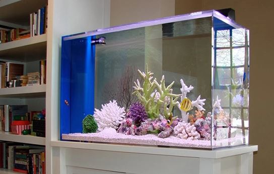 How to Decorate your House with Fish Tank?