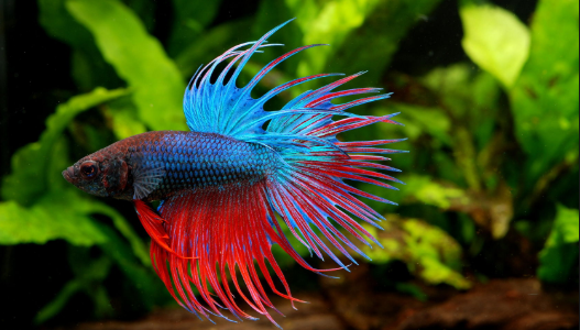 How Much Food to Feed a Betta Fish?