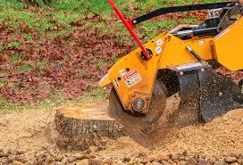 tree stump removal