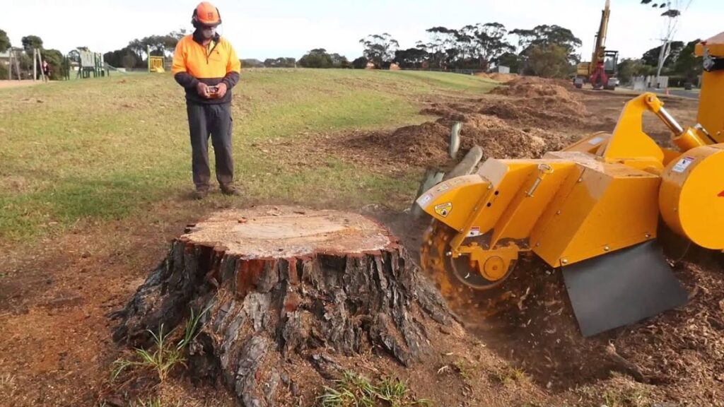 tree stump removal