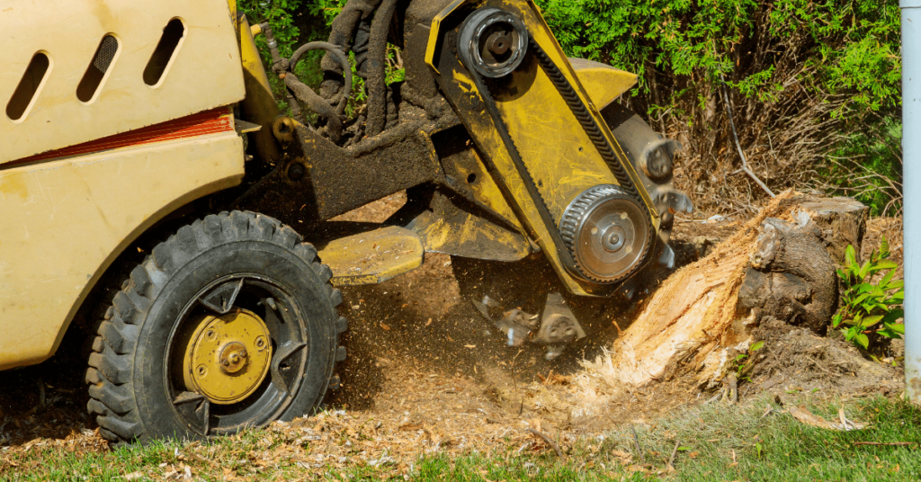 tree stump removal